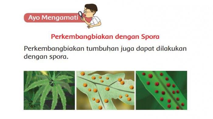 Ternyata Ini Kunci Jawaban Soal Tentang Spora Kelas 3 SD yang Sering Salah Dijawab Ternyata Ini Kunci Jawaban Soal Tentang Spora Kelas 3 SD yang Sering Salah Dijawab